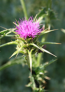 Tarongina